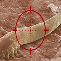 Are Demodex Mites Contagious? ðŸ§