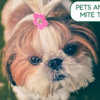 Pets and Demodex Mite Treatment