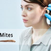 What Are the Ear Mites and Their Symptoms? ðŸ¤”